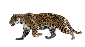 Jaguar Chasing Vinyl Car Decal Sticker – Waterproof & UV-Resistant 5.4