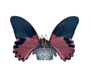 Skull And Butterfly Vinyl Car Decal Sticker – Waterproof & UV-Resistant 6.613333333333333"