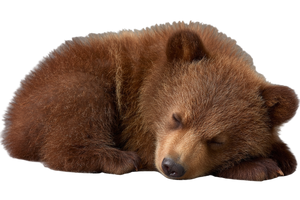 Sleeping Bear Cub V4 Vinyl Car Decal Sticker – Waterproof & UV-Resistant 5.97333333333333