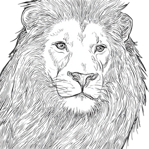 Lion Coloring Page V4 Vinyl Car Decal Sticker – Waterproof & UV-Resistant 6.826666666666667"