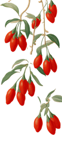 Goji Berries Arranged Vinyl Car Decal Sticker – Waterproof & UV-Resistant 11.2"