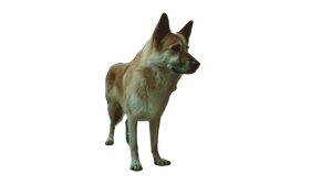Dog In Corridor Vinyl Car Decal Sticker – Waterproof & UV-Resistant 5.4