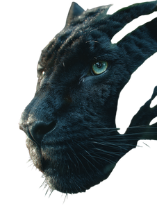 Black Panther Jungle Vinyl Car Decal Sticker – Waterproof & UV-Resistant 8.213333333333333"