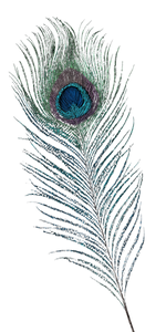 Peacock Feather Png Vinyl Car Decal Sticker – Waterproof & UV-Resistant 10.2