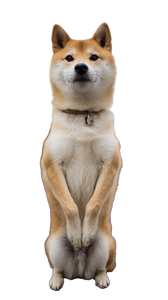 Shiba Inu Standing Vinyl Car Decal Sticker – Waterproof & UV-Resistant 4.8533333333333335"