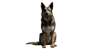 Scarred German Shepherd V2 Vinyl Car Decal Sticker – Waterproof & UV-Resistant 2.72"