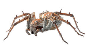 Nebryth Creature Vinyl Car Decal Sticker – Waterproof & UV-Resistant 5.4