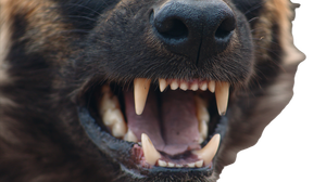 Wild Dog Tooth Vinyl Car Decal Sticker – Waterproof & UV-Resistant 5.4