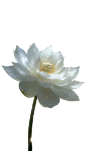 Sacred White Lotus Vinyl Car Decal Sticker – Waterproof & UV-Resistant 4.8533333333333335"
