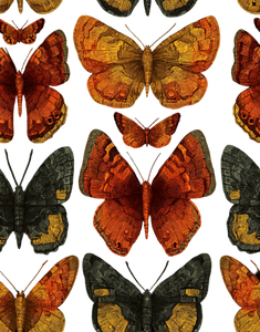 Spine Butterflies Vinyl Car Decal Sticker – Waterproof & UV-Resistant 4.16"