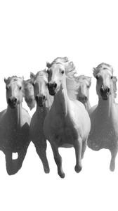 White Running Horses Vinyl Car Decal Sticker – Waterproof & UV-Resistant 4.8533333333333335"