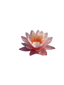 Pink Lotus Flower V10 Vinyl Car Decal Sticker – Waterproof & UV-Resistant 4.1066666666666665"