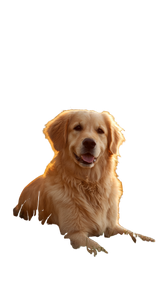 Golden Retriever Serenity V2 Vinyl Car Decal Sticker – Waterproof & UV-Resistant 9.706666666666667"
