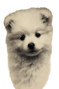 Japanese Spitz Puppy Vinyl Car Decal Sticker – Waterproof & UV-Resistant 4.4