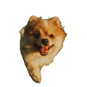 Smiling Pomeranian Running Vinyl Car Decal Sticker – Waterproof & UV-Resistant 3.4133333333333336"