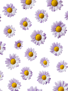 Top View Daisies Vinyl Car Decal Sticker – Waterproof & UV-Resistant 8.213333333333333"