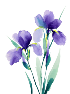 Purple Irises Watercolor Vinyl Car Decal Sticker – Waterproof & UV-Resistant 8.213333333333333"