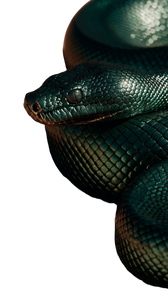 Emerald Snake Fashion Vinyl Car Decal Sticker – Waterproof & UV-Resistant 9.706666666666667"