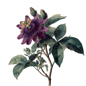 Purple Passion Flower Vinyl Car Decal Sticker – Waterproof & UV-Resistant 6.826666666666667"