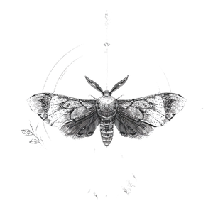 Moth Tattoo Design V2 Vinyl Car Decal Sticker – Waterproof & UV-Resistant 6.826666666666667"