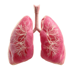 Human Lungs Model Vinyl Car Decal Sticker – Waterproof & UV-Resistant 3.4133333333333336"