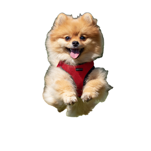 Jumping Pomeranian Vinyl Car Decal Sticker – Waterproof & UV-Resistant 3.4133333333333336"