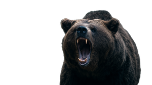 Roaring Bear V32 Vinyl Car Decal Sticker – Waterproof & UV-Resistant 2.72"