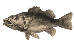 Dead-Eyed Fish V2 Vinyl Car Decal Sticker – Waterproof & UV-Resistant 2.986666666666667"