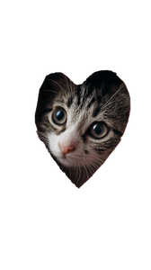 Kitty Peeking Heart V2 Vinyl Car Decal Sticker – Waterproof & UV-Resistant 9.706666666666667"
