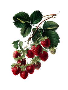 Strawberry Botanical Illustration Vinyl Car Decal Sticker – Waterproof & UV-Resistant 8.213333333333333"
