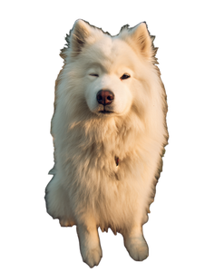 Fluffy Samoyed Dog V2 Vinyl Car Decal Sticker – Waterproof & UV-Resistant 8.213333333333333"