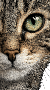 Realistic Cat Illustration Vinyl Car Decal Sticker – Waterproof & UV-Resistant 4.8533333333333335"