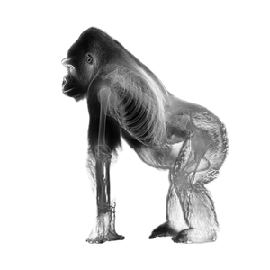 Gorilla X-Ray Vinyl Car Decal Sticker – Waterproof & UV-Resistant 3.4133333333333336"