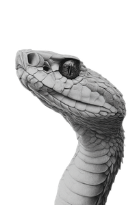 White Snake Drawing V3 Vinyl Car Decal Sticker – Waterproof & UV-Resistant 4.4