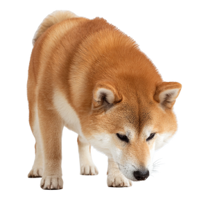 Shiba Inu Eating V2 Vinyl Car Decal Sticker – Waterproof & UV-Resistant 6.826666666666667"