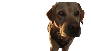 Guide Dog Walking Vinyl Car Decal Sticker – Waterproof & UV-Resistant 2.72"