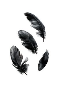 Crow Feathers V2 Vinyl Car Decal Sticker – Waterproof & UV-Resistant 4.4