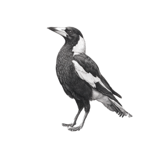 Australian Magpie Drawing Vinyl Car Decal Sticker – Waterproof & UV-Resistant 3.4133333333333336"