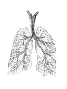 Lung Nerve System Vinyl Car Decal Sticker – Waterproof & UV-Resistant 8.213333333333333"