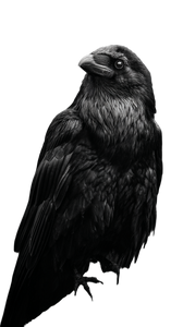 Three-Eyed Crow Vinyl Car Decal Sticker – Waterproof & UV-Resistant 4.8533333333333335"