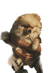 Man Holding Dirty Pomeranian Vinyl Car Decal Sticker – Waterproof & UV-Resistant 4.1066666666666665"