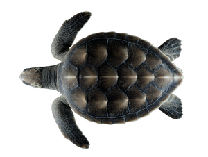 Overhead Turtle Detail Vinyl Car Decal Sticker – Waterproof & UV-Resistant 6.1866666666666665"