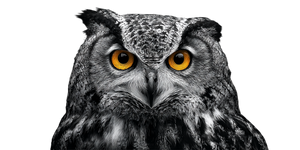 Owl Portrait V9 Vinyl Car Decal Sticker – Waterproof & UV-Resistant 2.56"