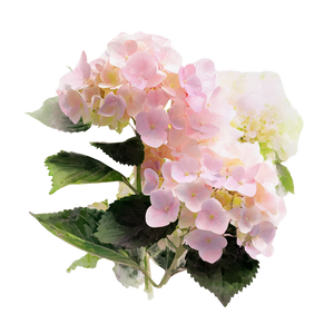 Hydrangea Bouquet Watercolor Vinyl Car Decal Sticker – Waterproof & UV-Resistant 3.4133333333333336"