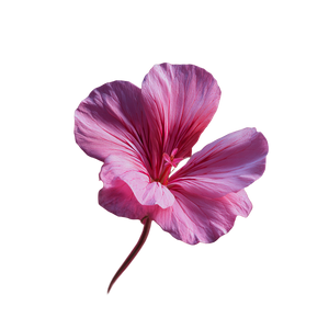 Geranium Blossom Illustration Vinyl Car Decal Sticker – Waterproof & UV-Resistant 6.826666666666667"