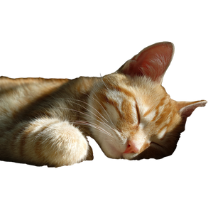 Sleeping Cat V55 Vinyl Car Decal Sticker – Waterproof & UV-Resistant 6.826666666666667"