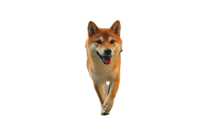 Humanoid Shiba Inu Vinyl Car Decal Sticker – Waterproof & UV-Resistant 5.4
