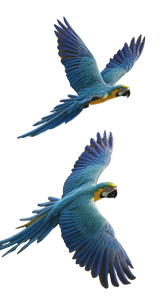 Macaws Flying Above Vinyl Car Decal Sticker – Waterproof & UV-Resistant 9.706666666666667"