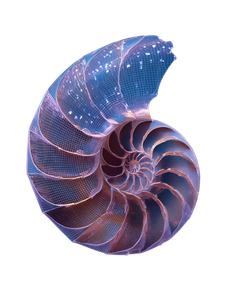 X-Ray Shell Vinyl Car Decal Sticker – Waterproof & UV-Resistant 8.213333333333333"