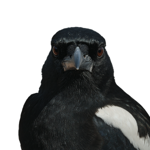 Magpie Portrait Vinyl Car Decal Sticker – Waterproof & UV-Resistant 6.826666666666667"